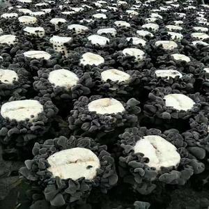 东北黑木耳菌包秋木耳黑龙江食用菌三级菌种菌棒蘑菇种子栽培种