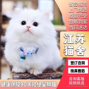 纯种金吉拉猫家养长毛矮脚曼基康银白色拿破仑猫活物体幼崽宠物猫