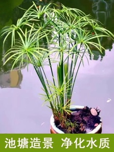 水竹风车草水生水培植物龟水竹盆栽水棕竹鱼缸水池塘造景旱伞草