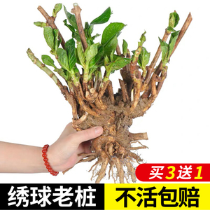 绣球花苗无尽夏四季开花绣球花盆栽花卉植物室内花庭院特大老桩苗