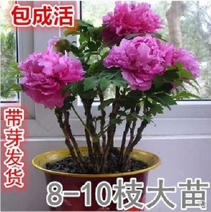 正宗洛阳观赏牡丹花苗大苗室内四季盆栽花卉植物室外庭院观花绿植