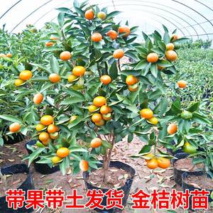 脆皮金桔带果发货盆栽果树苗可食用橘子苗四季金橘室内常绿观赏橘
