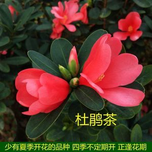 四季杜鹃红山茶花苗带花苞夏天开花庭院阳台绿植稀有名贵品种好养