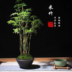 水培米竹带根竹子盆栽绿植物室内客厅水养南天竹小型凤尾观赏竹苗