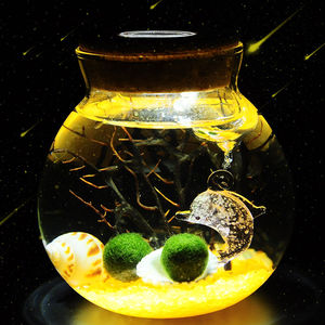 趣味植栽幸福海藻球微景观瓶DIY水培植物创意办公室盆栽球藻开阳|