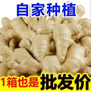 山东大姜老姜生姜9斤新鲜黄姜土姜现挖子姜嫩姜鲜姜嫩姜牙包邮