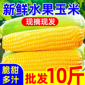 云南水果玉米新鲜玉米9斤甜玉米棒子包谷新鲜蔬菜包邮