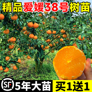 爱媛38号树苗果冻橙果树果苗盆栽象山红美人橘子树柑桔橙子水果树