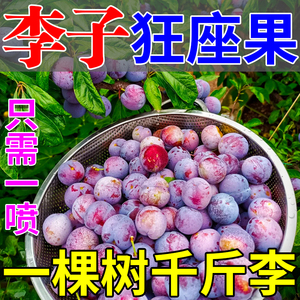 李子保花保果药防落果树坐灵强力授粉沾花防裂果膨大素专用叶面肥