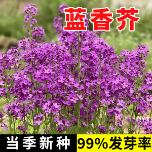 蓝香芥种子四季开花易种活的室内阳台绿植盆栽庭院花卉种子花籽