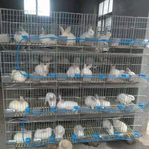 兔笼兔笼子家用兔笼12位超大免清粪子母兔笼24位商品养殖笼笼
