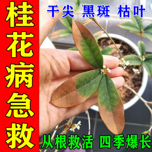 桂花枯叶病树叶子发黄掉叶干尖黑斑专用杀菌药盆栽四季通用肥料