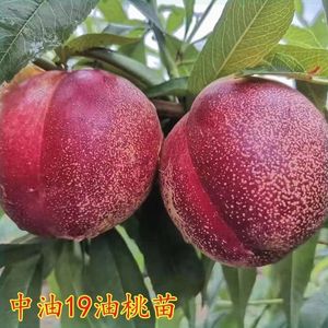 中油19号油桃树苗 不变软新品种 6月成熟肉质脆甜留树采摘40多天