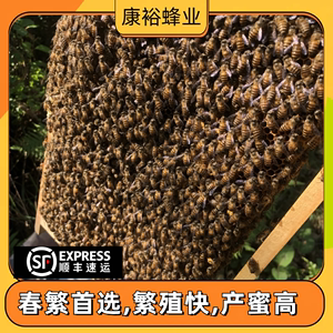 中蜂蜂群带王中华蜜蜂带土蜂王箱蜜蜂活群产卵蜂笼中蜂阿坝王