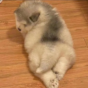 纯种阿拉斯加幼犬活体雪橇犬熊版阿拉斯加犬灰桃大型犬宠物狗