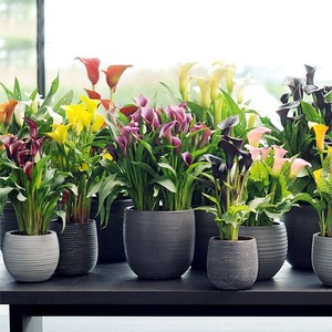 荷兰进口彩色马蹄莲种球四季种易活阳台室内盆栽花卉植物开花不断