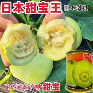 日本甜宝王甜瓜种子进口引进甜宝香瓜种籽耐湿热耐储运香甜甜瓜籽