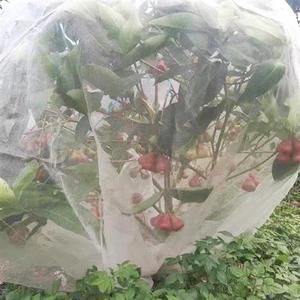 植物防虫网罩樱桃杨梅果树防虫防鸟网套蔬菜水果防果蝇套袋网纱网