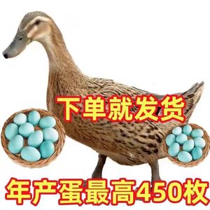 麻鸭活苗1一斤蛋麻鸭高产金定鸭大种肉麻鸭绿壳鸭苗黄鸭网红鸭苗