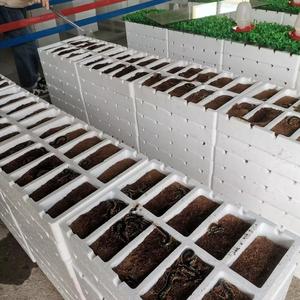蜈蚣养殖泡沫箱设备蜈蚣孵化器养蜈蚣盒子专用工具泡沫板种苗