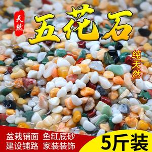 郁金香水培石头放在水里的小石子沙子花盆栽鱼缸水培装饰多肉铺面