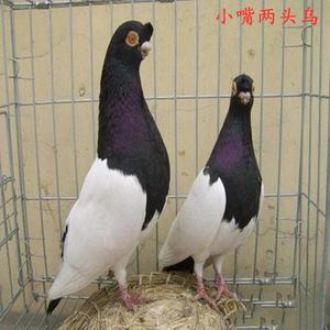 【小嘴两头乌】出售活体鸽子观赏鸽两头乌种鸽青年鸽一对包邮包活