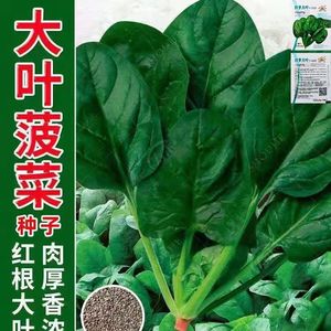 【原装】高产大叶菠菜种子红根四季蔬菜籽盆栽庭院耐寒速生菠菜孑