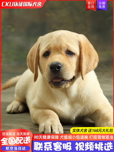 香港发货纯种拉布拉多幼犬活体寻回犬幼崽大骨架宠物狗狗狗大型犬