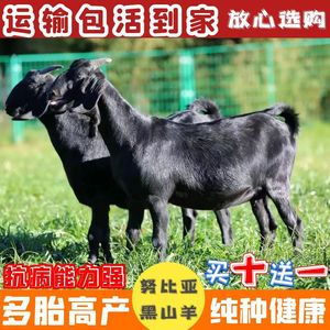 努比亚黑山羊小羊羔活羊成年怀孕母羊青年种公羊山羊苗养殖技术