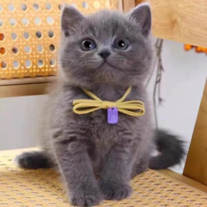 香港发货英短蓝白猫蓝猫幼猫崽曼基康猫蓝胖子英国短毛猫宠物猫舍