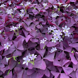 紫叶酢浆草种球幸运草多年生盆栽紫蝴蝶花卉紫色醡浆草炸酱草种子
