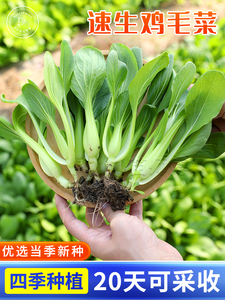 上海青菜种籽鸡毛菜种子秋季四季阳台盆栽小白菜油青菜蔬菜菜籽孑