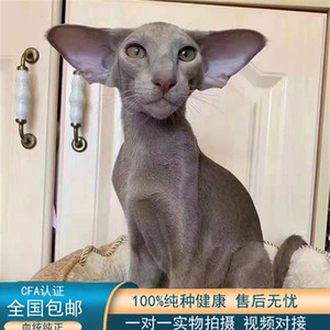 香港发货东方短毛猫幼崽纯种飞机耳东短猫蓝眼虎斑幼猫活体宠物猫