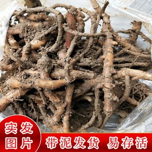 贵州洋菏姜苗农家种植1斤现挖洋火霍洋货洋合阳荷根种阳荷种子苗