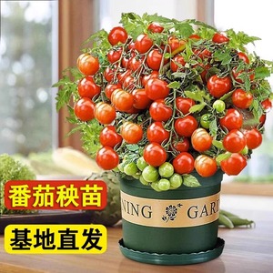 矮生盆栽番茄种子阳台四季小西红柿种籽苗樱桃圣女果苗孑子秧大全