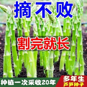 【割完就长】芦笋种子四季阳台花卉盆栽庭院播种有机芦笋蔬菜种子