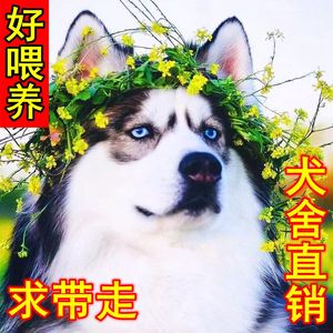 哈士奇幼犬狗狗活物雪橇犬二哈异瞳双蓝眼宠物狗活的哈士奇活狗