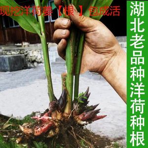 阳荷姜种苗阳荷姜种根洋荷姜种苗洋河种苗阳荷种根1斤阳荷种苗