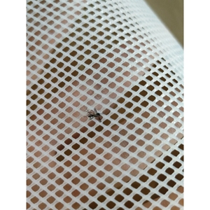 0.2小孔塑料网隔离网微孔防蚊虫PE安全洞洞大垫片养殖网格平网片