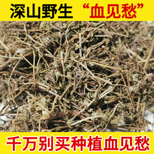 深山野生血见愁中药材500g  铁苋菜 海蚌含珠 小红孩 500克