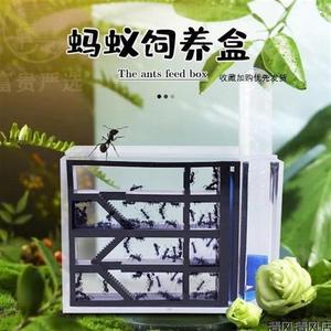 蚂蚁城堡工坊透明盒子生态箱生态巢送蚁后活物玩具桌面蚁巢观察盒