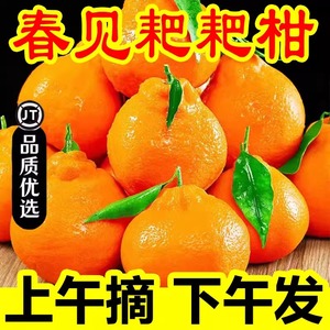 四川特级春见耙耙柑10斤新鲜粑粑柑橘子甜当季整箱水果丑柑桔包邮