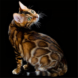纯种孟加拉玩具虎豹猫幼猫崽雪豹银豹雪豹纹活体金钱豹短毛宠物猫