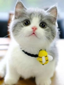 香港发货英短蓝猫蓝白猫幼猫矮脚曼基康猫美短起司加白活体宠物猫