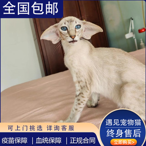 香港发货东方短毛猫幼崽传统暹罗猫大耳朵泰国猫纯种短毛猫宠物猫