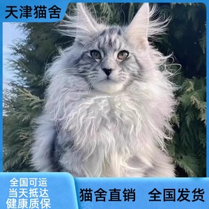 纯种缅因猫幼猫巨型纯种银虎斑红虎斑纯黑纯白双色异瞳烟灰缅因猫