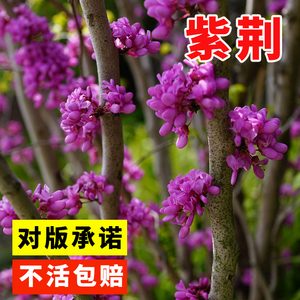 新采紫荆种子 巨紫荆种子 紫荆树种子 紫荆花种子  庭院花卉种子