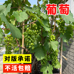 葡萄种子 蔬菜 盆栽果树阳台水果结果葡萄种子 提子种子 花卉种子