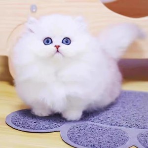 纯种蓝眼睛白色金吉拉幼猫崽长毛矮脚曼基康仙女猫咪宠物拿破仑猫