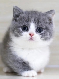 纯种矮脚折耳英短蓝白蓝猫幼崽曼基康英国短毛猫宠物加白起司猫咪